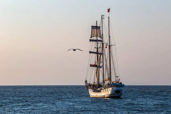 Чайка Летит Рядом Древним Высоким Кораблем Судно Покидает Гавань Гааги — стоковое фото