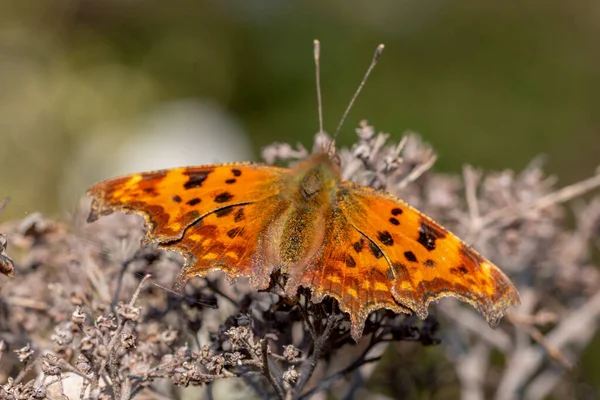 Polygonien Album Comma Schmetterling Auf Einer Getrockneten Blume Sonnenlicht — Stockfoto