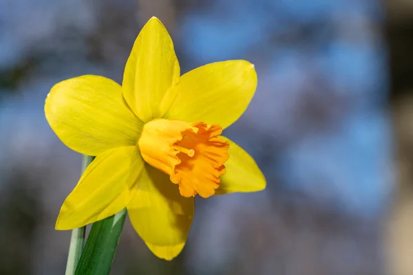 Żółty Żonkil Kwiat Kwitnący Pod Wczesnym Wiosennym Słońcem Polu — Zdjęcie stockowe
