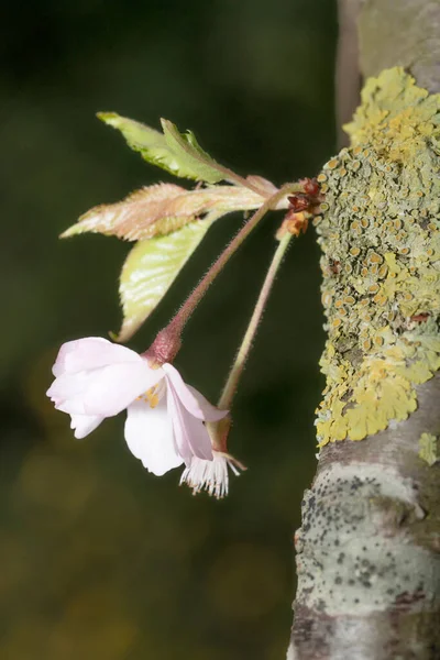 Nova Cerejeira Japonesa Floresce Partir Tronco Principal — Fotografia de Stock