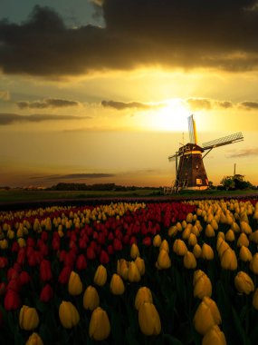 Yel değirmenleri ve kırmızı ve sarı lale çiçekleri ile lale çiftliğinde Hollanda bahar gün batımı çiçekleri