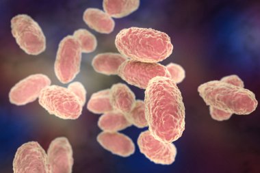 Bakteri Bordetella pertussis, mikrobiyoloji konsepti
