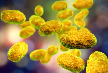 Bakteri Bordetella pertussis, mikrobiyoloji konsepti