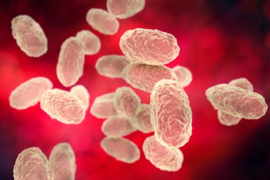 Bakteri Bordetella pertussis, mikrobiyoloji konsepti