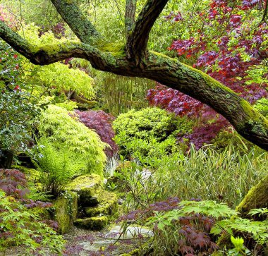 Yeşil bitkilerle Woodland 'ın güzel ve manzaralı manzarası