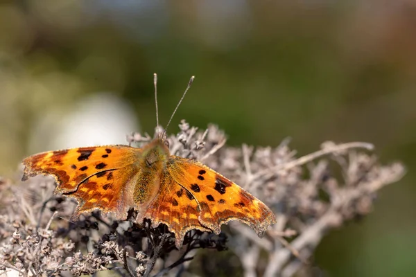 Polygonia Album Comma Butterfly Resting Dried Flower Sun Light — Stock Photo, Image