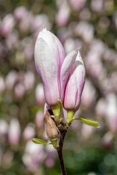 Hermosas Flores Magnolia Florecientes Concepto Floral — Foto de Stock