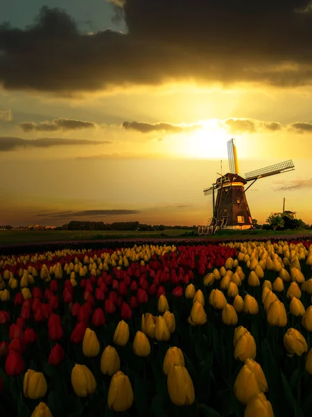 Holandský Jarní Západ Slunce Větrných Mlýnech Tulipány Červenými Žlutými Tulipány — Stock fotografie