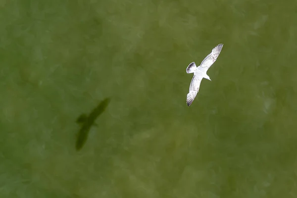 북해의 갈매기의 아래쪽 — 스톡 사진