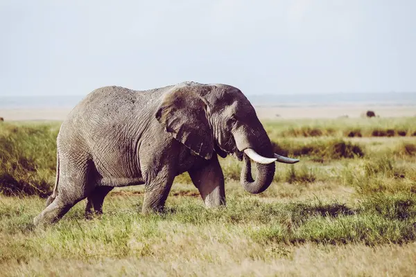 Elefantes Natureza Selvagem Visão Diurna — Fotografia de Stock