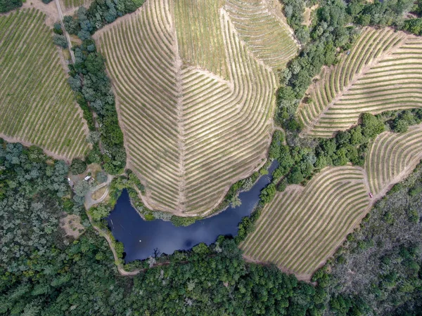纳帕谷葡萄园景观的空中俯瞰 — 图库照片
