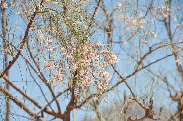 Цветок Дереве Пустыни — стоковое фото