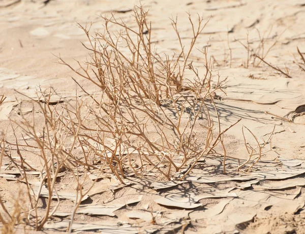 Dried Plants Desert — Stock Photo, Image