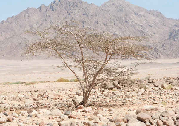 Kayalık Bir Çölde Yetişen Akasya Ağacı — Stok fotoğraf