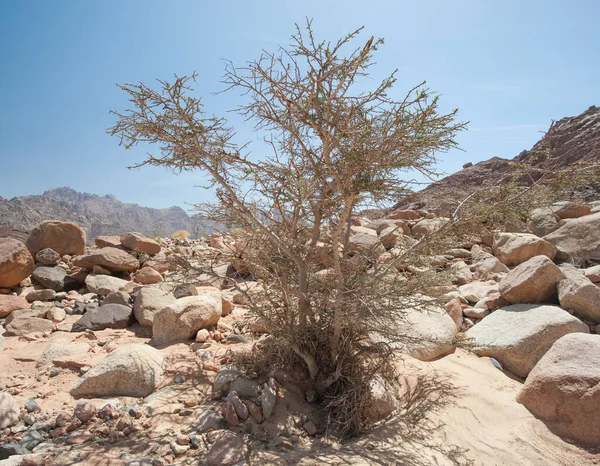 離れた環境でのロッキー砂漠の風景 — ストック写真