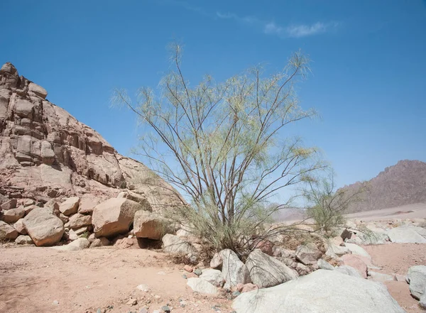 岩の間に生えている砂漠の木 — ストック写真