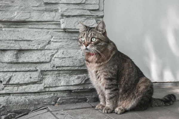 Gato Doméstico Bonito Senta Rua Perto Parede Sua Casa — Fotografia de Stock