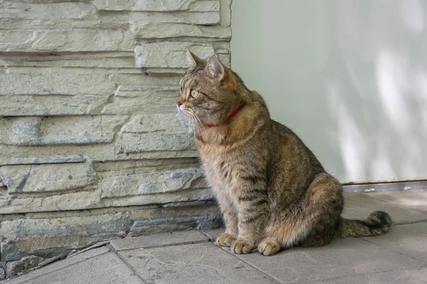 Gato Doméstico Senta Rua Perto Parede Perto Sua Casa — Fotografia de Stock