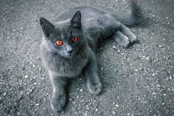 Ασυνήθιστη Γκρίζα Γάτα Κόκκινα Μάτια Ξαπλωμένη Έναν Αφαλό — Φωτογραφία Αρχείου
