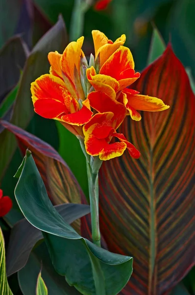 Canna \'Rosemond Coles\' close up in a flower border