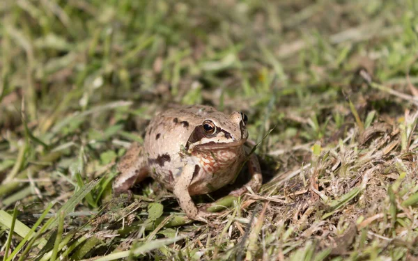 妊娠したカエルは日中に草の中に座る — ストック写真