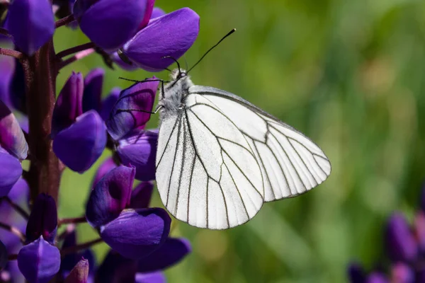 Col Mariposa Blanca Una Flor Púrpura —  Fotos de Stock