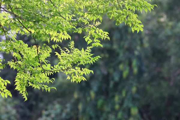 Φύσης Πράσινα Φύλλα Φόντο Φως Της Ημέρας Και Ηλιοφάνεια — Φωτογραφία Αρχείου