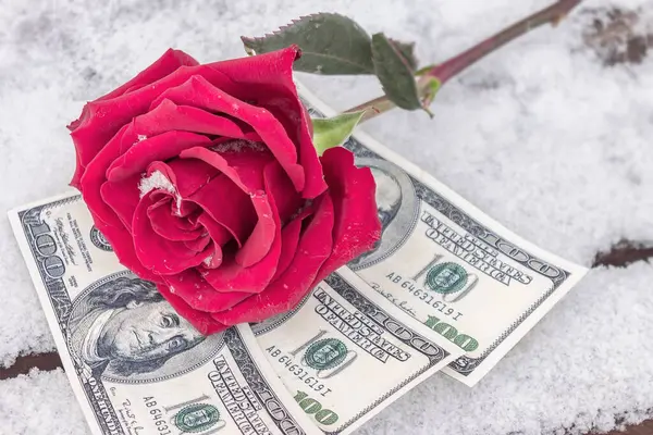 Uma Flor Vermelha Encontra Neve Cima Dinheiro Como Símbolo Compra — Fotografia de Stock