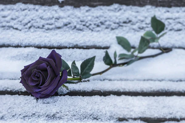 black rose lies in the snow on a bench in the cold winter. Black rose in winter as a symbol of separation and sadness