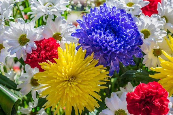 Όμορφα Ανθισμένα Λουλούδια Θερινή Ώρα — Φωτογραφία Αρχείου