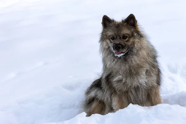 狼獣の犬が雪の中に座っている — ストック写真