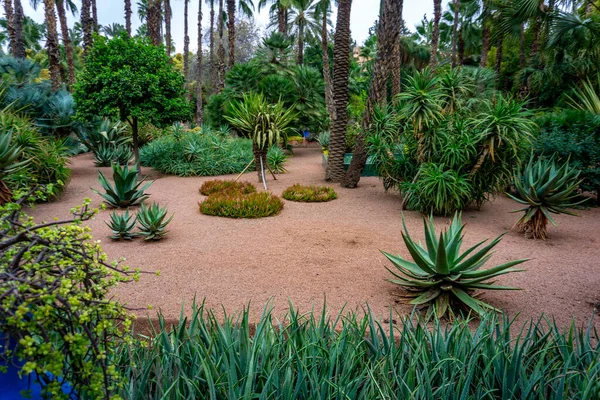 Marruecos Marrakech Yves San Laurent Gardens Jardín Majorelle Diciembre 2019 — Foto de Stock
