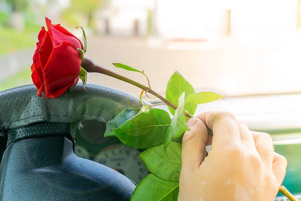 Widok Rękę Kierowcy Kierownicą Trzymającą Kwiat Czerwonej Róży — Zdjęcie stockowe