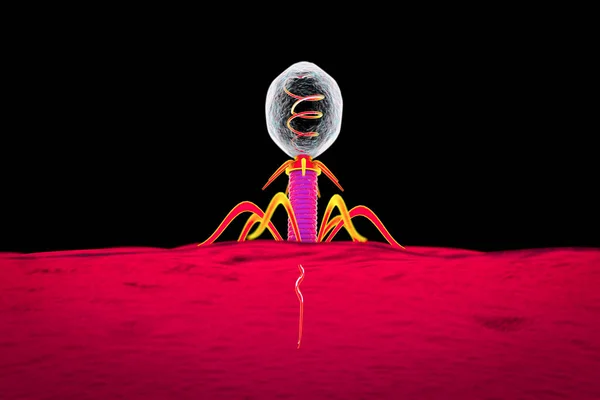 Bacteriophage Infecting Bacterium Illustration — Stock Photo, Image