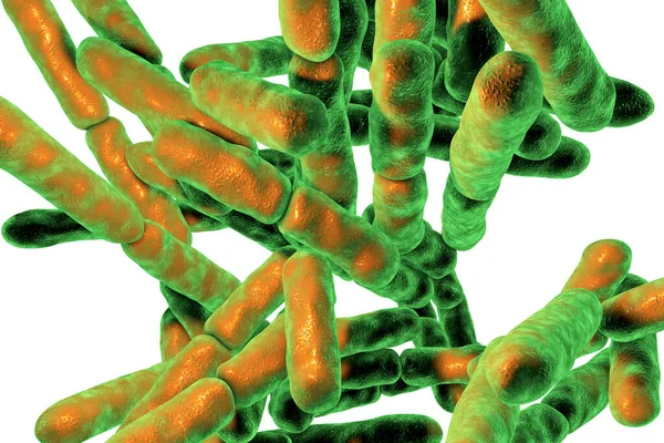 생명을 유지시켜 박테리아 Bifidobacterium Microbiology — 스톡 사진