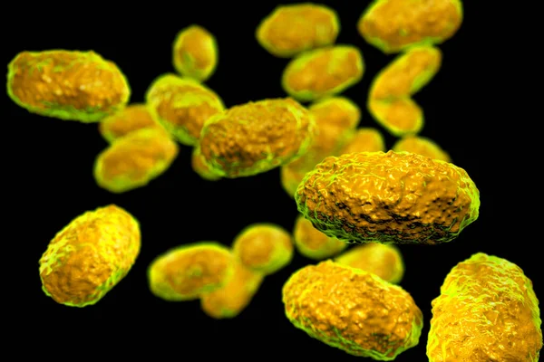 Bakterien Bordetella Pertussis Mikrobiologisches Konzept — Stockfoto