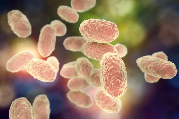 Bakteri Bordetella Pertussis Mikrobiyoloji Konsepti — Stok fotoğraf