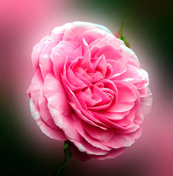 Bliska Widok Pięknej Róży Koncepcja Latem — Zdjęcie stockowe