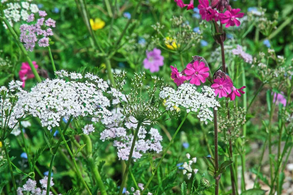 Bahçede Büyüyen Güzel Çiçekler — Stok fotoğraf
