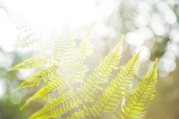 Jasné Rostliny Světle Zelené Listy — Stock fotografie