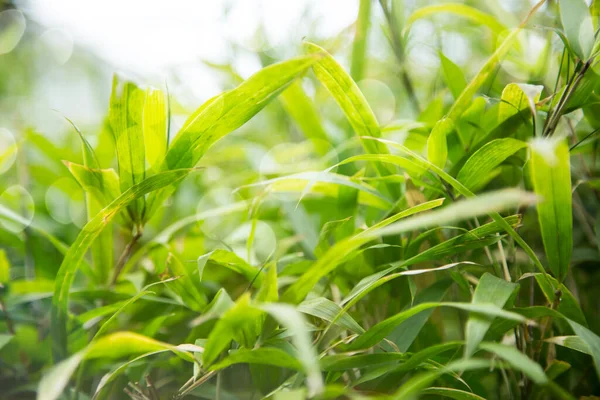 Jasné Rostliny Světle Zelené Listy — Stock fotografie