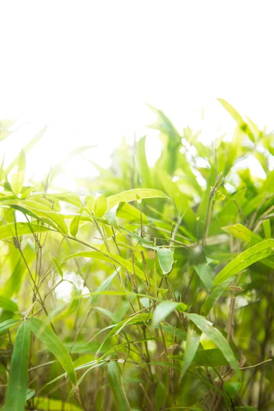 Plantas Brilhantes Folhas Verdes Luxuriantes — Fotografia de Stock