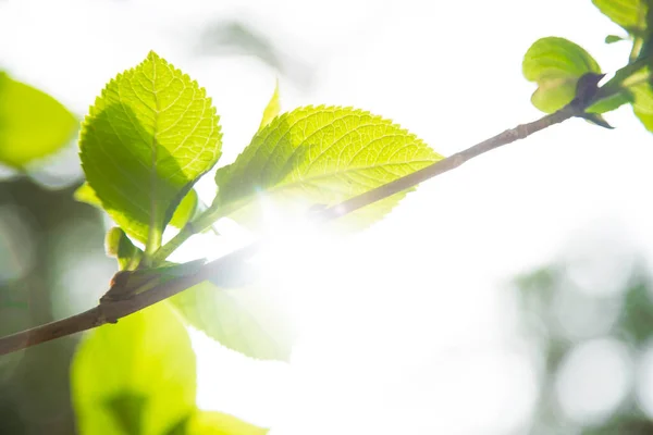 Heldere Planten Weelderige Groene Bladeren — Stockfoto