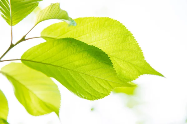 Яскраві Рослини Пишне Зелене Листя — стокове фото