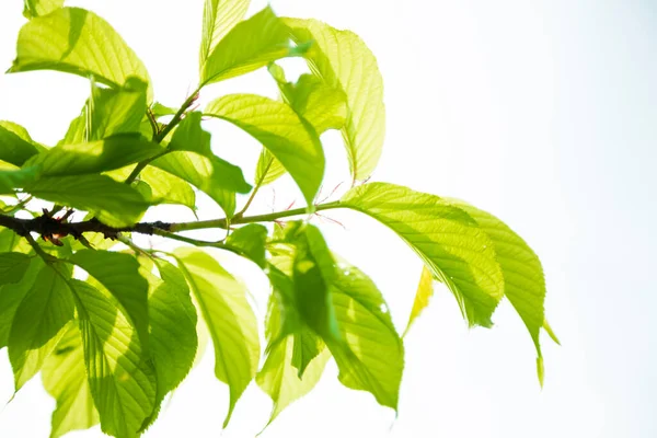 Leuchtende Pflanzen Saftig Grüne Blätter — Stockfoto