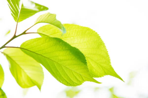 Яскраві Рослини Пишне Зелене Листя — стокове фото