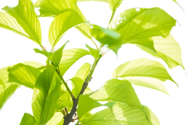 Bright Plants Lush Green Leaves — Stock Photo, Image