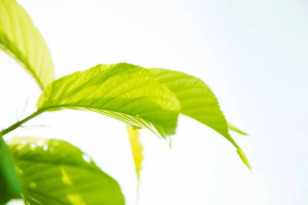 Ljusa Växter Gröna Löv — Stockfoto