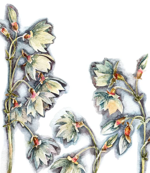 Akvarell Harang Virágok Záródnak — Stock Fotó
