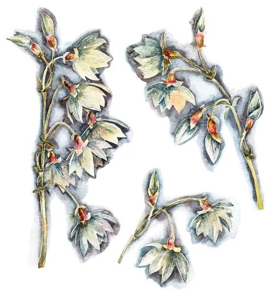Akvarell Harang Virágok Záródnak — Stock Fotó